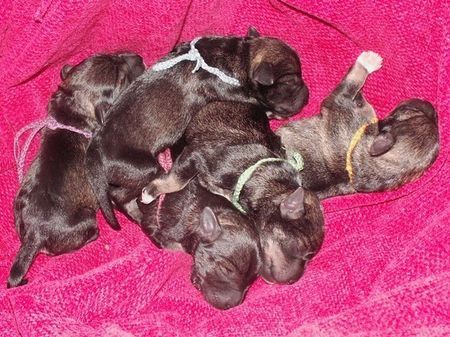 Zwergschnauzer Hunde Foto 39596 in höherer Auflösung ansehen Zwergschnauzer Puppies 1 Tag