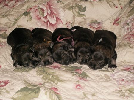 Zwergschnauzer Hunde Foto 39598 in höherer Auflösung ansehen Zwergschnauzer Puppies 10 Tage
