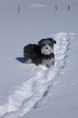 Zwergschnauzer Hunde Foto 41863 Zwergschnauzer Die beste Jahreszeit