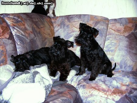 Zwergschnauzer Hunde Foto 21852 Zwergschnauzer Unere