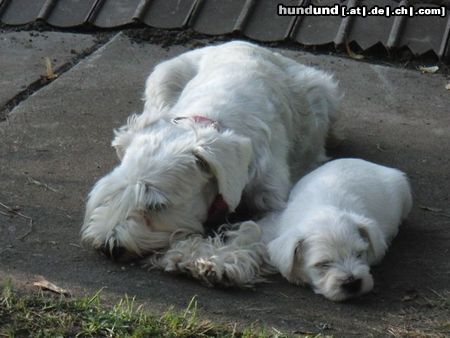 Zwergschnauzer Hunde Foto 44955 in höherer Auflösung ansehen Zwergschnauzer Mutter mit Söhnchen (6. Wochen)