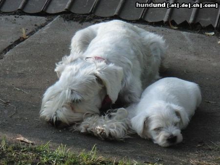 Zwergschnauzer Mutter mit Söhnchen (6. Wochen)