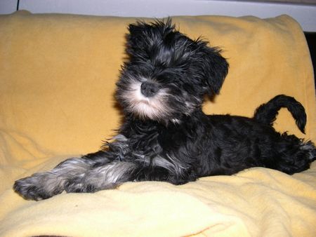 Zwergschnauzer Hunde Foto 32688 in höherer Auflösung ansehen Zwergschnauzer ...mmmh..mal strecken.....