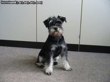 Zwergschnauzer Hunde Foto 13586 Zwergschnauzer Voyagers Arizona Dream (Anton)