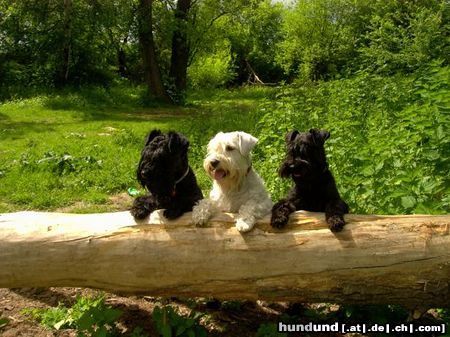 Zwergschnauzer Hunde Foto 11833 Zwergschnauzer Arthur , Starco en Cisse