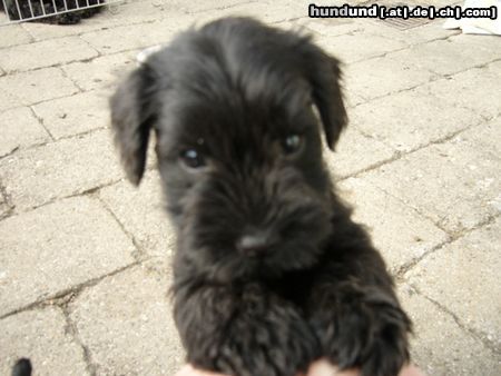 Zwergschnauzer Hunde Foto 46302 Zwergschnauzer Knuddel mich!