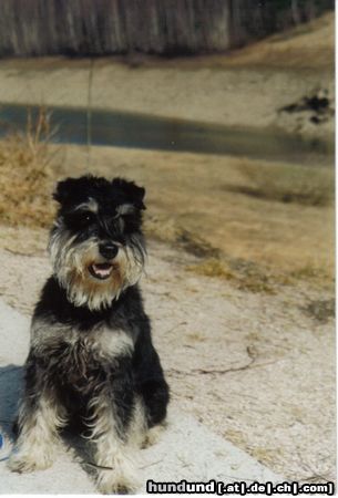 Zwergschnauzer Hunde Foto 10948 Zwergschnauzer Balu von der Mutterbuche