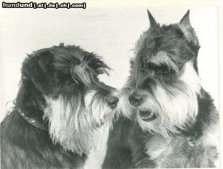 Zwergschnauzer Hunde Foto 16116 Zwergschnauzer Flori und Bautzi v.d.kleinen Strolchen