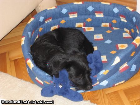 Zwergschnauzer Hunde Foto 15728 Zwergschnauzer Raven mit Schmusehund