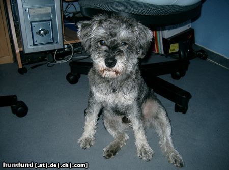 Zwergschnauzer Hunde Foto 22758 Zwergschnauzer Einer geht noch......