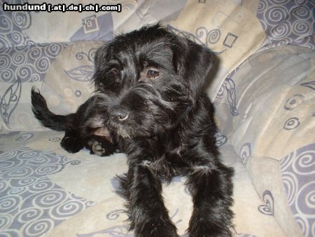 Zwergschnauzer Hunde Foto 13045 Zwergschnauzer