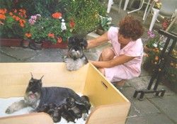 Zwergschnauzer Hunde Foto 28104 Zwergschnauzer Kennel Elsa Garbo