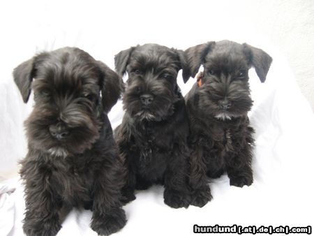 Zwergschnauzer Cookie, Cash & Cara Mia