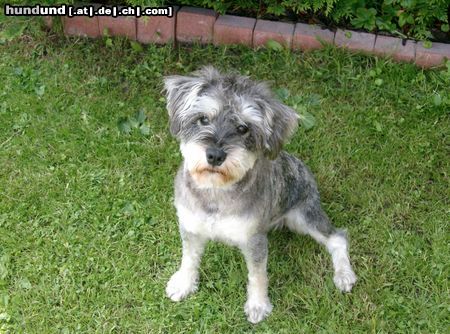 Zwergschnauzer Hunde Foto 22757 in höherer Auflösung ansehen Zwergschnauzer Ich bin der kleine Basti