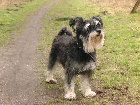 Zwergschnauzer Hunde Foto 37094 in höherer Auflösung ansehen Zwergschnauzer Caruso vun Dusendüwelswarf