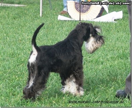 Zwergschnauzer Cindy 7 Monate alt