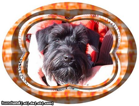 Zwergschnauzer Hunde Foto 3466 Zwergschnauzer