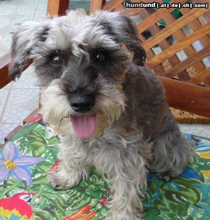 Zwergschnauzer Cindy 7Jahre ein sehr braves Mädchen