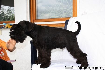 Zwergschnauzer Hunde Foto 46304 Zwergschnauzer Queens Target Cooper