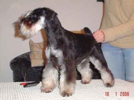 Zwergschnauzer Hunde Foto 31911 Zwergschnauzer Caribbean Seashell Sandora