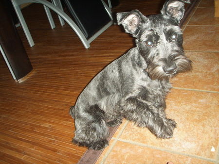 Zwergschnauzer CHILI  PRECIOSA