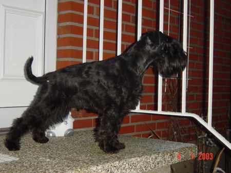 Zwergschnauzer Hunde Foto 2209 Zwergschnauzer Zwergschnauzer-Liebhaber und Züchter dieser wunderbaren Hunderasseasse