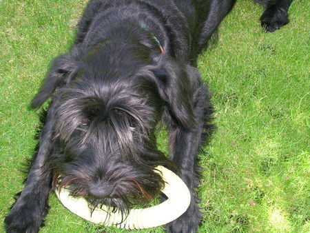 Zwergschnauzer Hunde Foto 33861 in höherer Auflösung ansehen Zwergschnauzer Cindy Laupert vom Augustinenkloster, 6 Jhr.