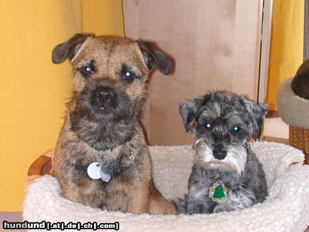 Zwergschnauzer Hunde Foto 17201 in höherer Auflösung ansehen Zwergschnauzer Pookie mit 2 Jahren und Freund Koko