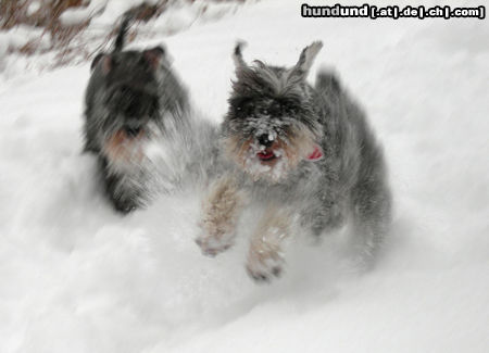 Zwergschnauzer Easy u. Änny im Schnee