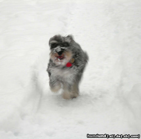 Zwergschnauzer Easy im Schnee