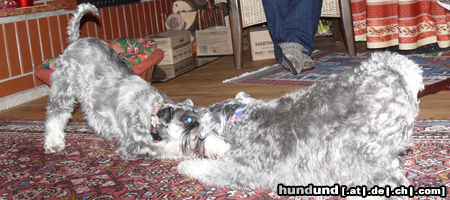Zwergschnauzer Hunde Foto 44193 Zwergschnauzer Zwei Kampfhunde
