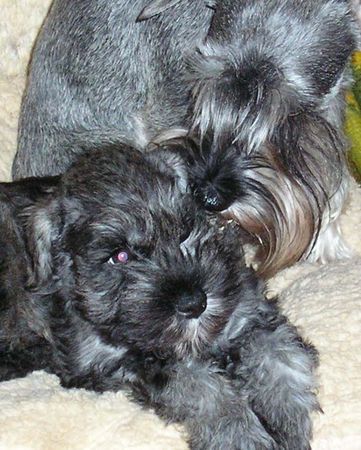 Zwergschnauzer Hunde Foto 29057 Zwergschnauzer Eiminis + Grenzi