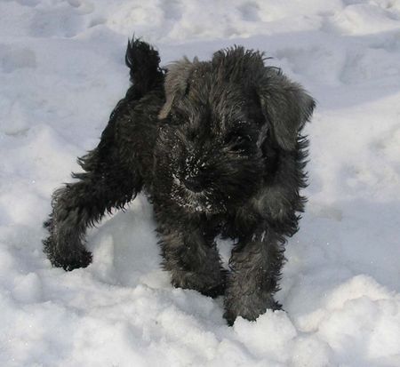 Zwergschnauzer Hunde Foto 29058 Zwergschnauzer Eiminis Qwin Aniretak
