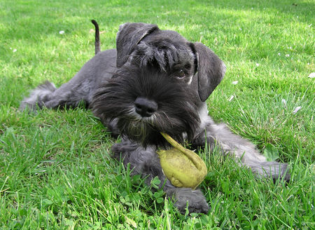 Zwergschnauzer Hunde Foto 32048 Zwergschnauzer Eiminis Qwin Aniretak, 5 Mon.