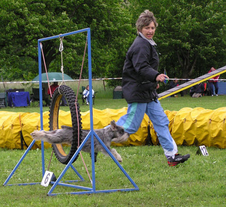 Zwergschnauzer Grenzi Elsa Garbo - in action: agility