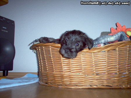 Zwergschnauzer Holly (9. Woche)