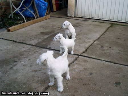 Zwergschnauzer Hunde Foto 19706 in höherer Auflösung ansehen Zwergschnauzer Es gibt uns Zwerge auch in weiß