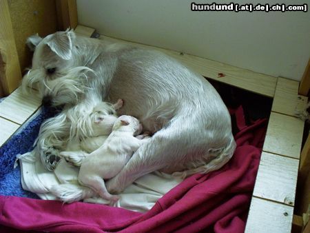 Zwergschnauzer Hunde Foto 19707 in höherer Auflösung ansehen Zwergschnauzer Diva v.Müllerhof mit ihrem G-Wurf