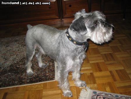 Zwergschnauzer Hunde Foto 10205 Zwergschnauzer