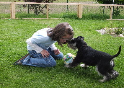 Zwergschnauzer Oskar von den kleinen Strolchen mit seiner Freundin beim Spielen