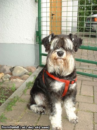 Zwergschnauzer Hunde Foto 11421 Zwergschnauzer Unsere Jenny