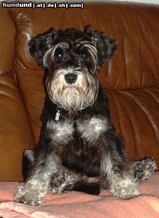 Zwergschnauzer Hunde Foto 11422 Zwergschnauzer Unsere Jenny