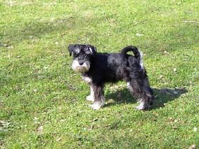 Zwergschnauzer Hunde Foto 2542 Zwergschnauzer Weihnachtsüberraschung 2002 \