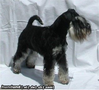Zwergschnauzer Hunde Foto 15975 in höherer Auflösung ansehen Zwergschnauzer Joy von den kleinen Strolchen