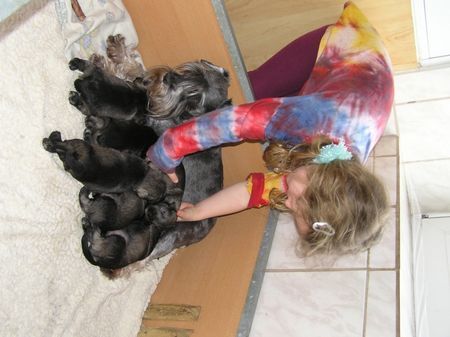 Zwergschnauzer Hunde Foto 27780 Zwergschnauzer Kleine Zuchterin Karolina Makovska (4,5J)