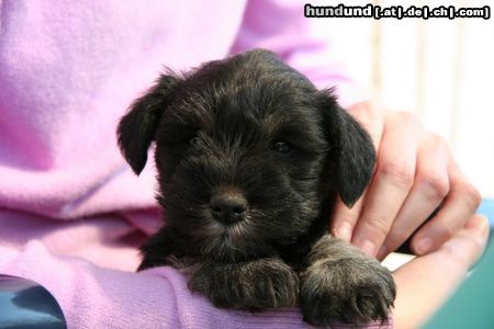 Zwergschnauzer Hunde Foto 22568 in höherer Auflösung ansehen Zwergschnauzer LeeLoo mit 6 Wochen