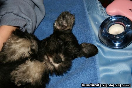 Zwergschnauzer LeeLoo beim Frisieren