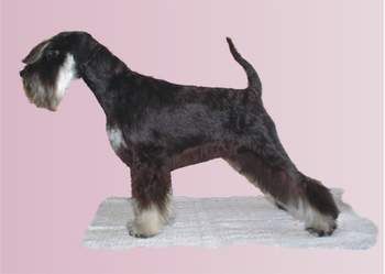 Zwergschnauzer Hunde Foto 31912 in höherer Auflösung ansehen Zwergschnauzer Coquette Lora Sandora