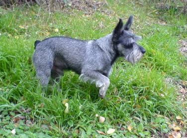 Zwergschnauzer Hunde Foto 29982 Zwergschnauzer Maus nimm dich in acht - ich bin ein Rattler!!!