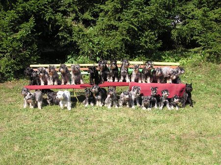 Zwergschnauzer Hunde Foto 29372 Zwergschnauzer Sommerschule fur Zwergschnauzers in CZ